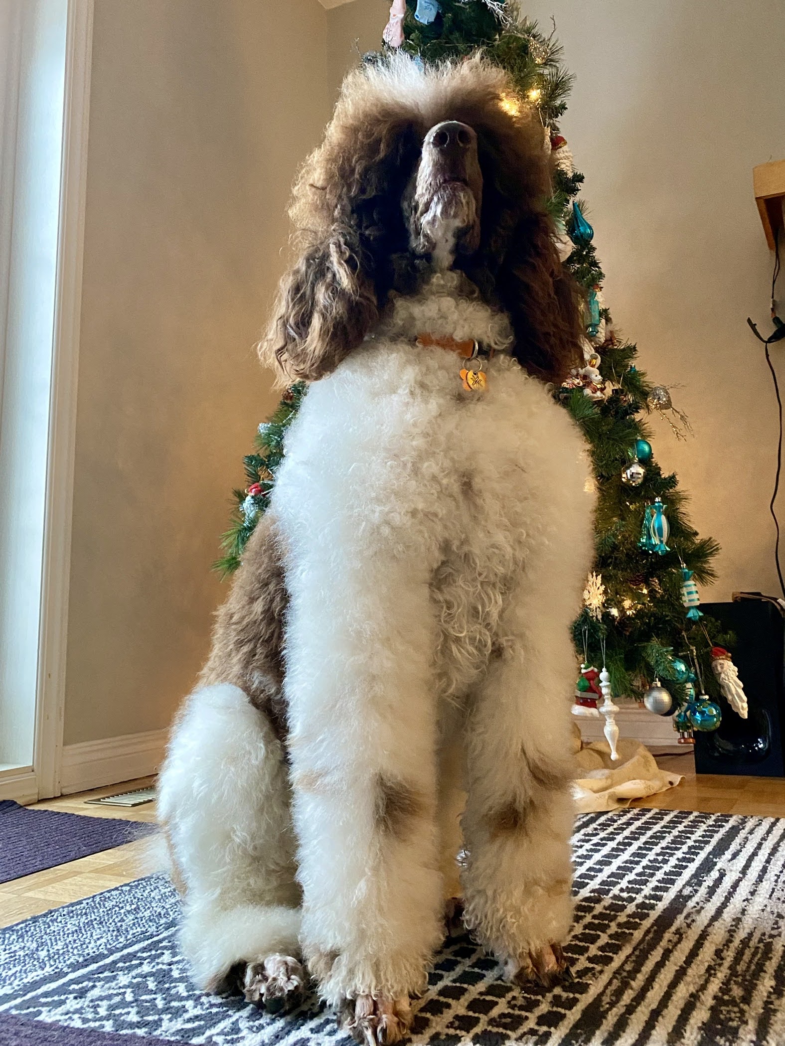 Roscoe